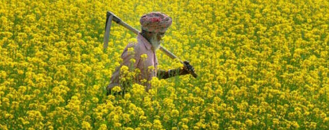 कैसे करे सरसो की खेती .? तापमान , किसान , सरसो , खेतीबाड़ी , सर्दी , मात्रा , उपजाऊ , जमीन